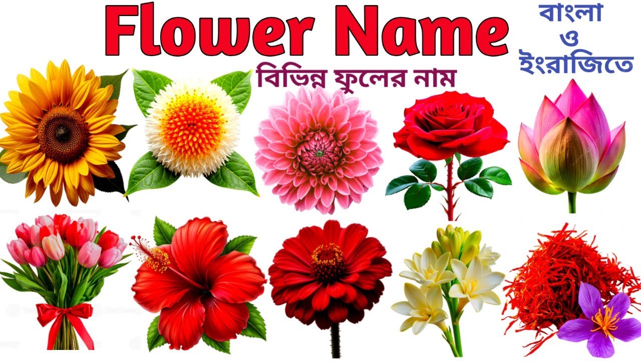 Flower name | flower name for kids | বিভিন্ন ফুলের নাম বাংলা এবং ইংরেজিতে |different type of flower