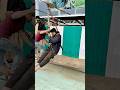 Dangerous Zipline Ride in Arang Kel Kashmir | Lucky Escape #ArangKel #KashmirAdventure #zipline
