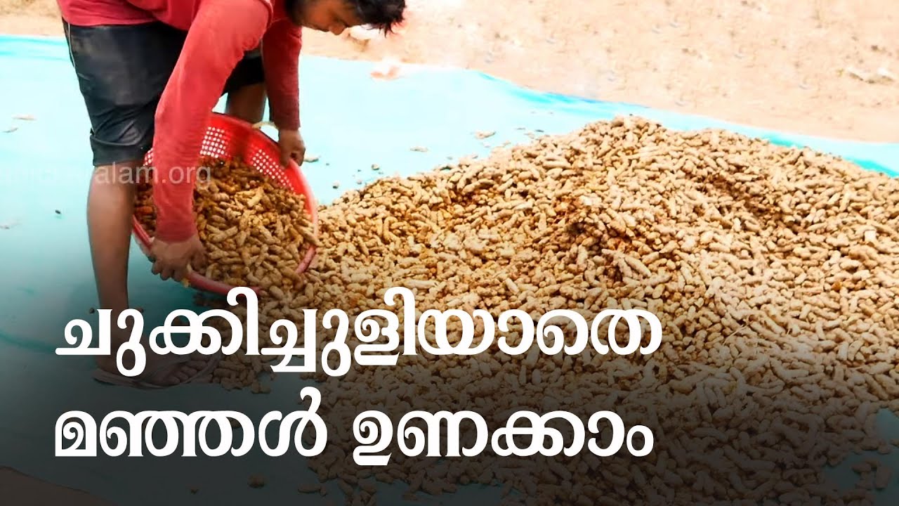 മഞ്ഞള്‍ ഉണക്കാനും പോളിഷ്‌ ചെയ്യാനുമുളള യന്ത്രങ്ങള്‍ | Turmeric Drying Process