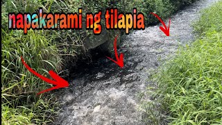 makipot na ilog napakaraming tilapia at carpa