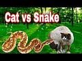 #Cat_vs_Snake #snake #Cat        Cat fight with a big snake🐈🪱  معركة بين القط والافعى من سيفوز ؟