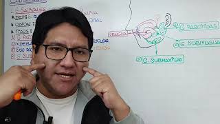 ✅✅ M4 CLASS 5 👉🏻 ACCESSORY GLANDS