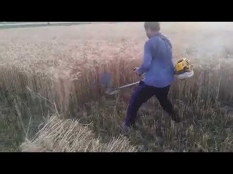 Video: Benzinli o'roq mashinasi - bog'da ajoyib yordamchi