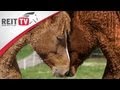 Rasseportrait | Das Curly Horse - Pferde mit süßen Locken