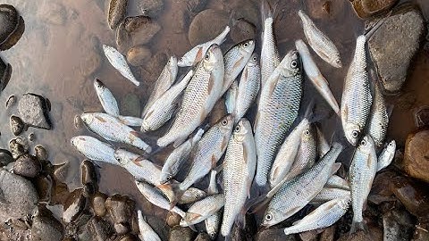 Câu cá suối (Pa Khính) mùa đông