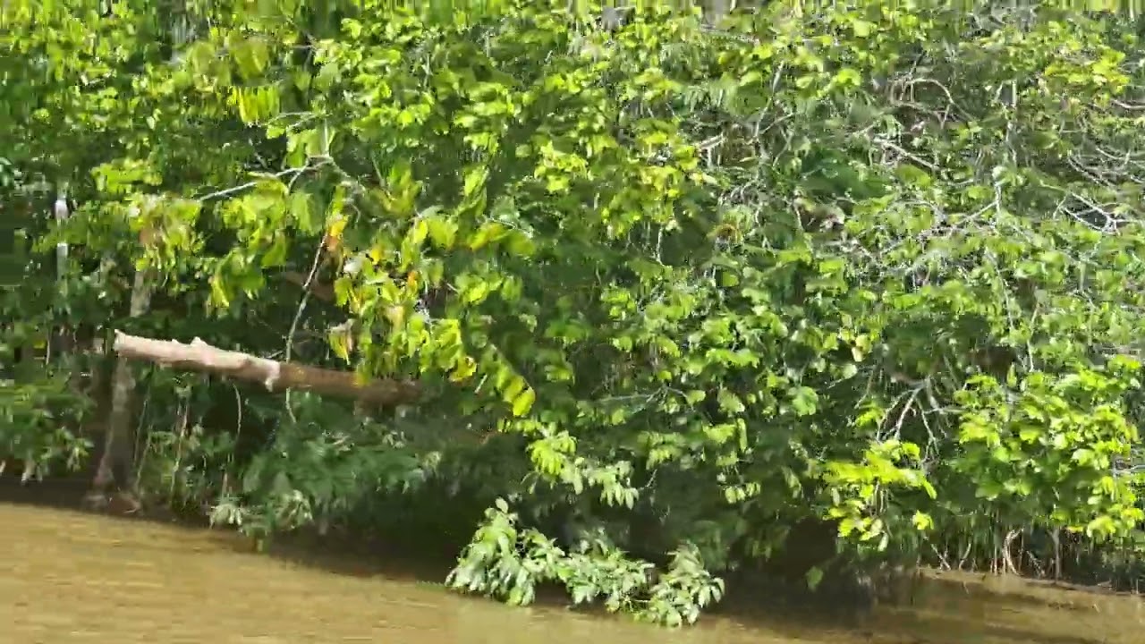 REIS NAAR BIGI STON GENIET VAN DE NATUUR VAN SURINAME 🇸🇷🇸🇷🌴🌴☀️☀️🚢🚢