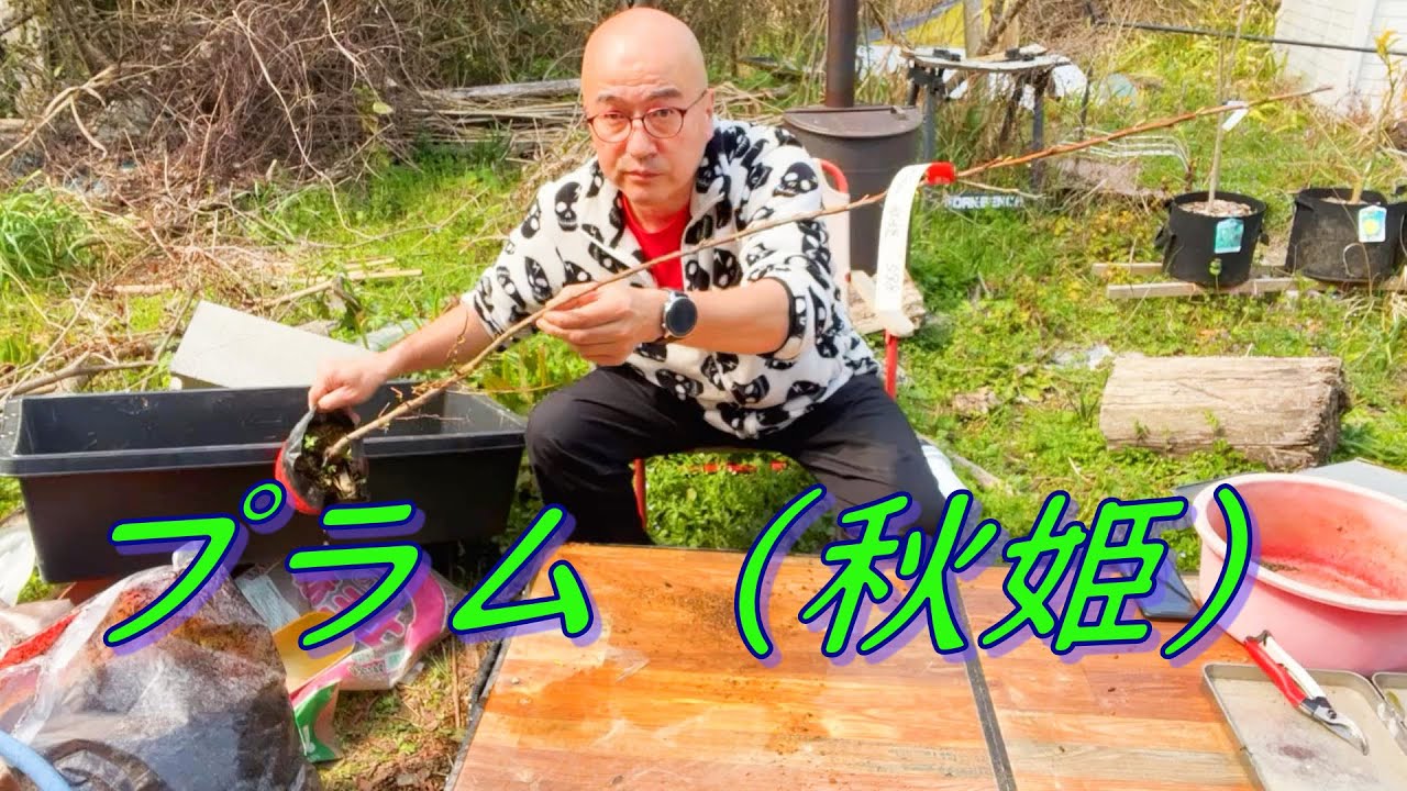 第54回 プラム 秋姫 植付け の巻 ド素人果樹栽培 Youtube