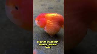 My goldfish is SO FAT, I stopped feeding him