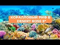 Коралловый риф и подводный мир Desert rose 5*, Хургада Египет