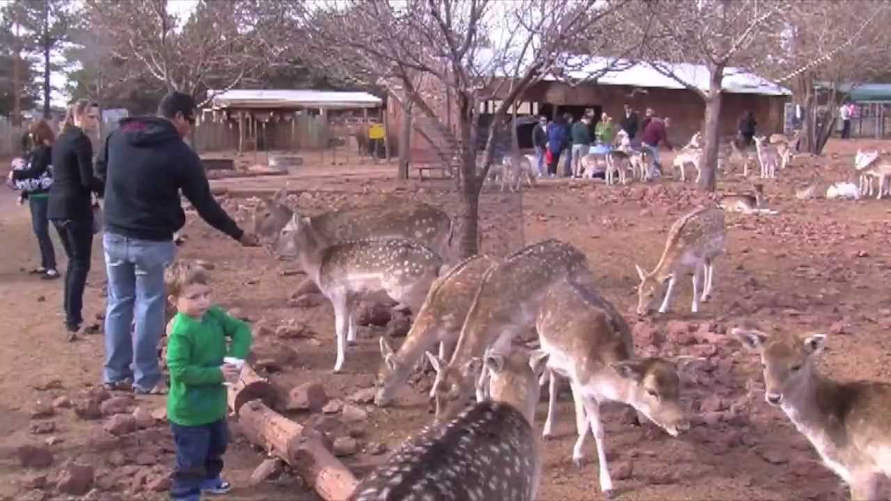 Flagstaff Holiday 2012 Reindeer Farm YouTube