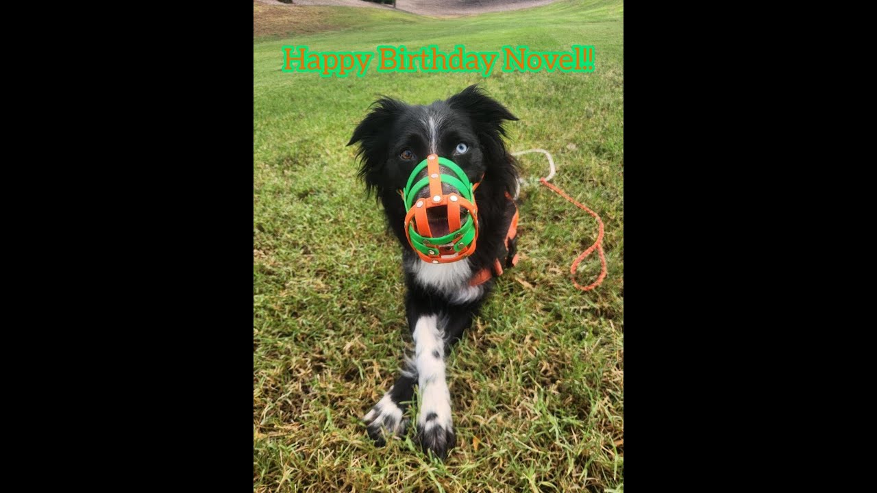 Happy Birthday Novel!- Australian Shepherds 3rd Birthday