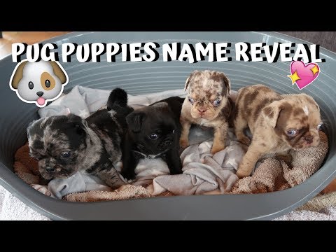 🐶pug-puppies-name-reveal!!!💕*pug-dog-puppies-compilation*