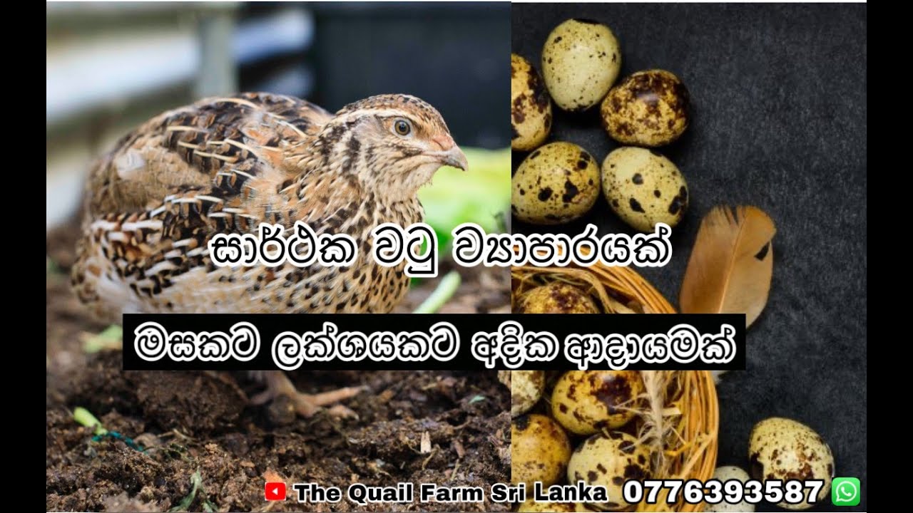 වටු පාලනය මගින් මසකට ලක්ෂ ගනන් හොයන්නේ මෙහෙමයි වටු පාලනය මුල සිට අගට සරලව