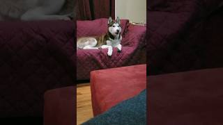 Husky pretends to sleep to avoid