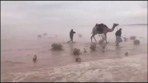 {ومن آياته أنك ترى الأرض خاشعة...} منظر خلّاب لسير للجمال أثناء هطول الأمطار