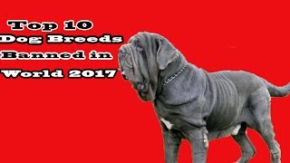 Top 10 Dog Breeds are Banned in the World 2017 by Dog Lover planet 34 views 6 years ago 4 minutes, 16 seconds