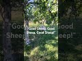 Good sheep good sheep good sheep!