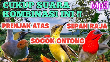 Cukup Suara Kombinasi Burung Prenjak Atas, Sogon dan Sepah Raja Auto Panen