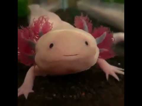 axolotl funny