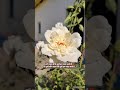 #Nature #Shorts #Flowers #Peace #Quotes #Viral #Trending #NatureLovers #YTShorts #CalmVibes