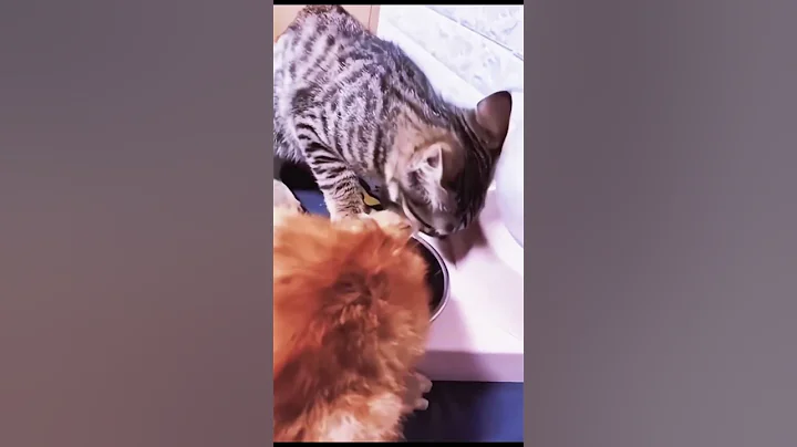 Video 11682661: cats funnycats catlover cute, funnycats happy cats, cats catlover cute funny