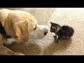 Cute is Not Enough - Funny Cats and Dogs Compilation #220