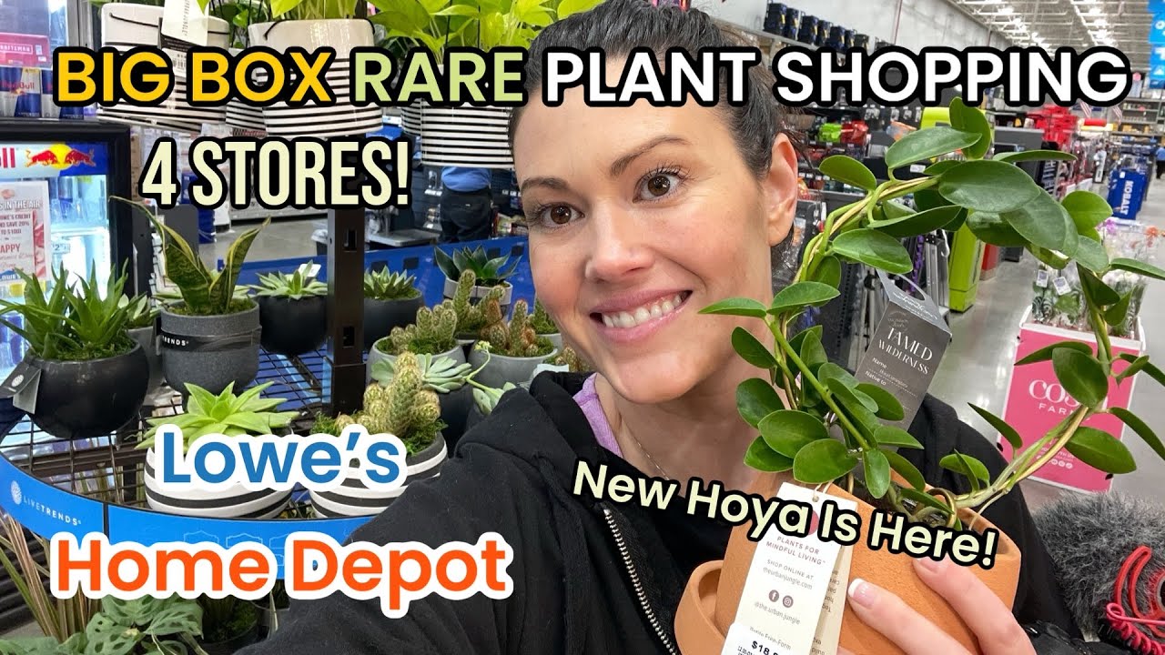 NEW HOYA CUMINGIANA At Lowe’s! Big Box Plant Shopping & Indoor Plant Haul Home Depot & Lowes