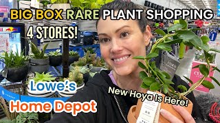 NEW HOYA CUMINGIANA At Lowe’s! Big Box Plant Shopping & Indoor Plant Haul Home Depot & Lowes  Plants