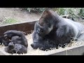 体調不良から完全復活！パパも息子達もすっかり元気に⭐️ゴリラGorilla【京都市動物園】The family has recovered from poor physical condition.