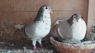 Vlog43 - My Beautiful Ghagra Shirazi Pair