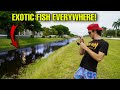 MICRO Fishing For BIG EXOTIC AQUARIUM FISH!!
