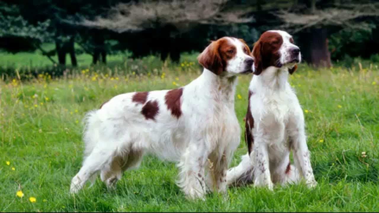 Setter Irlandes Rojo Y Blanco Raza De Perro Youtube
