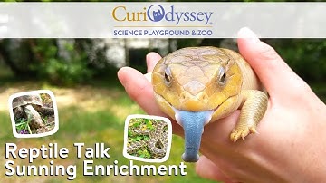Snake, Skink and Tortoise! Reptile Talk - Sunning Enrichment