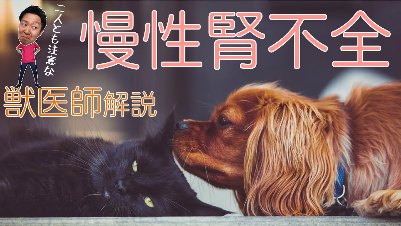 【犬・猫】慢性腎不全と診断されたら【獣医師解説】