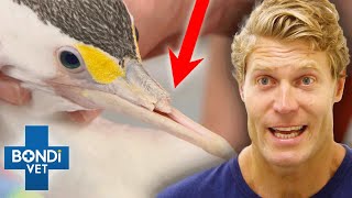 Shocking Cormorant With Half Beak Infests Vet With Lice!! | Bondi Vet by Bondi Vet 10,430 views 2 weeks ago 18 minutes