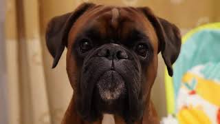 Boxer dog confused by Dilon the boxer dog 8,872 views 3 years ago 2 minutes, 39 seconds