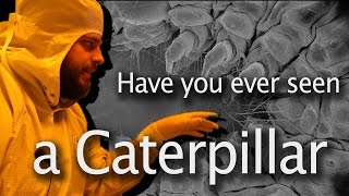 What does a caterpillar look like through an electron microscope?  - Have you ever seen #2