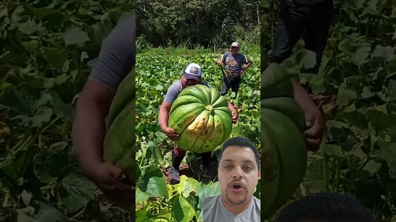 "O Fascinante Mundo das Abóboras Gigantes: Histórias e Curiosidades"