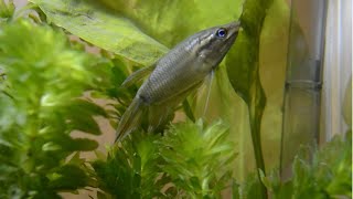 Setting Biotope 