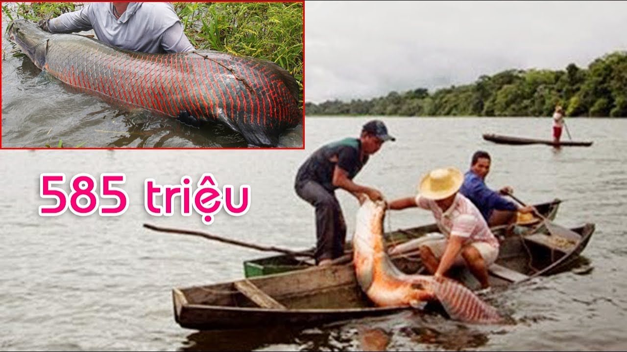 Nông dân An Giang vui mừng được cá rồng 70kg camera iphone 8 plus apk