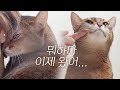 ENG) 집사가 늦게 들어왔을 때 마일로의 반응 (욕실인트로 오늘도 만석) | Chocolate cat Milo~ 🍫