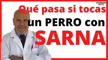 ¿Pueden los humanos contagiarse de los ácaros de los perros?