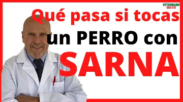 ¿Cuánto vive un perro con sarna?