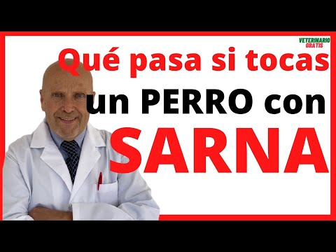 Video: ¿Qué pasa cuando tocas un perro con sarna?