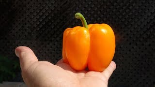 ⟹ Orange Sun Bell Pepper | Capsicum annuum | Pod Review