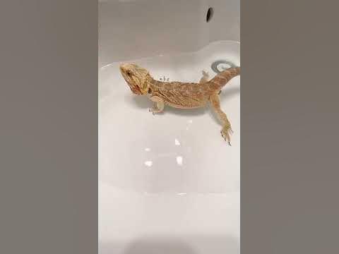 閲覧注意‼︎温浴時に10秒でうんちするトカゲ💩【フトアゴ】 - Hq2