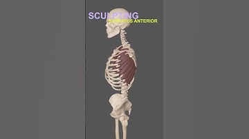 Master 3D Sculpting Anatomy | Serratus Anterior Muscles in ZBrush