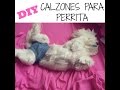 DIY Calzon o Braguitas para Perrita, coton de tulear