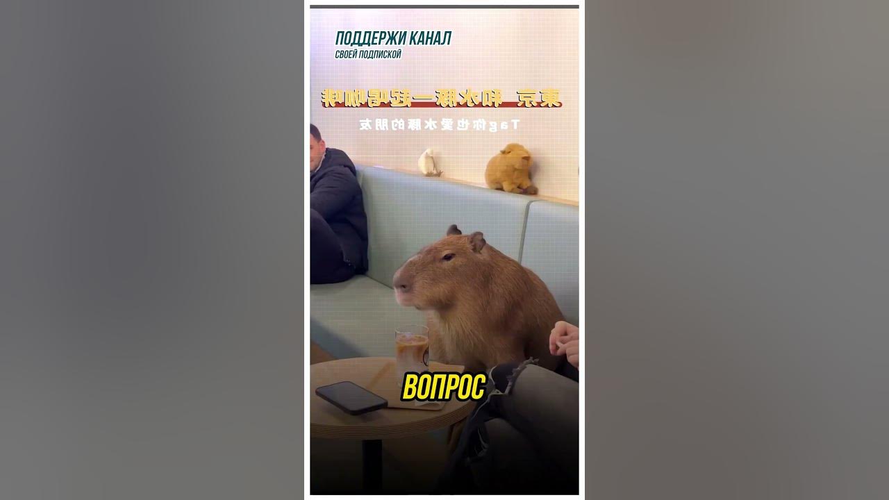 КАФЕ С КАПИБАРАМИ В МОСКВЕ?! НА НОВОМ АРБАТЕ ОТКРЫВАЮТ НОВЫЙ ТРЕНД ...