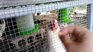 December 7 Mind-Controlling Corn